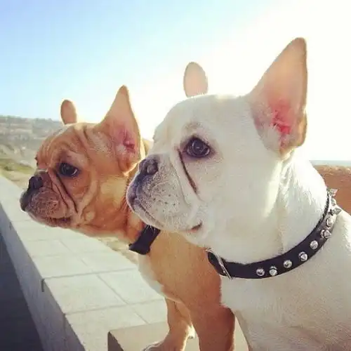 猫系动物头像喂食