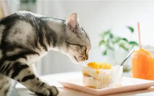 猫咪生病时一般会用什么方式来提醒主人呢