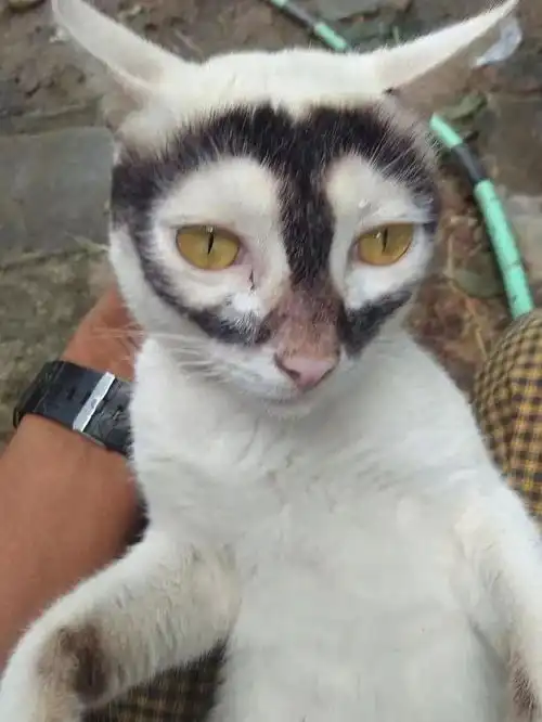 你见过长得最潦草最奇葩的猫咪,可能就在这