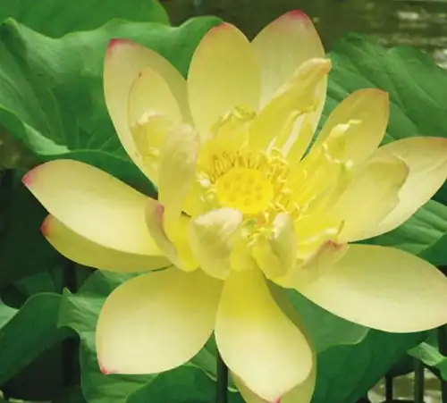 此花娇小玲珑,绰约的花姿给人以清雅高洁的美感,寓意为高贵纯真