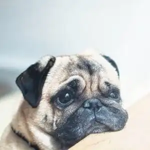 狗狗头像搞笑图片搞笑狗狗头像高清图片大全