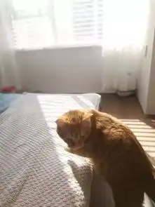 日系60平小屋装修2女主4猫畅享惬意生活