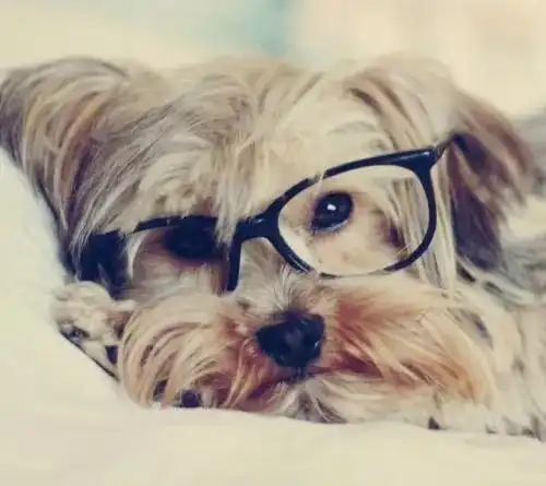 小动物们带上眼镜,整只气质都不一样了呢