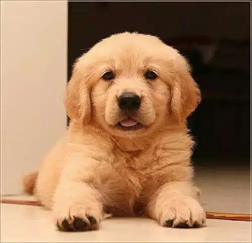 金毛一生中有5个阶段,你都了解吗