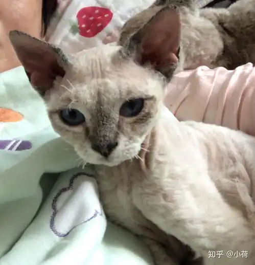 养德文卷毛猫是一种怎么样的体验