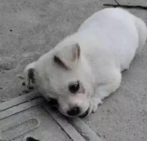 小奶狗被丢在花坛边,饿得不行直啃树皮,模样真让人心酸