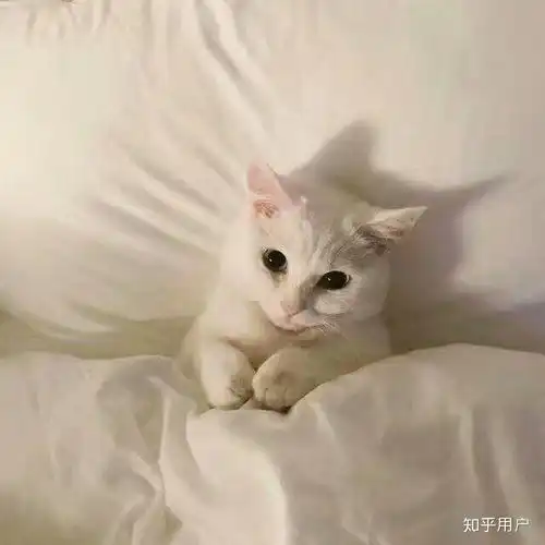 这个是什麽品种的猫