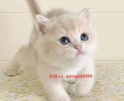 蓝金猫市场价多少,贵不贵