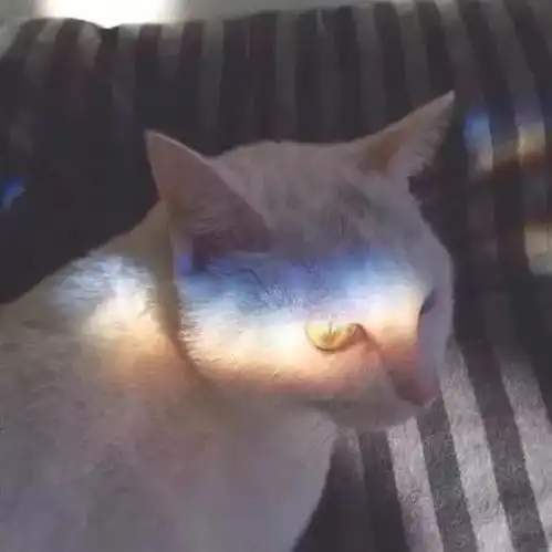 男生和猫都背着的头像