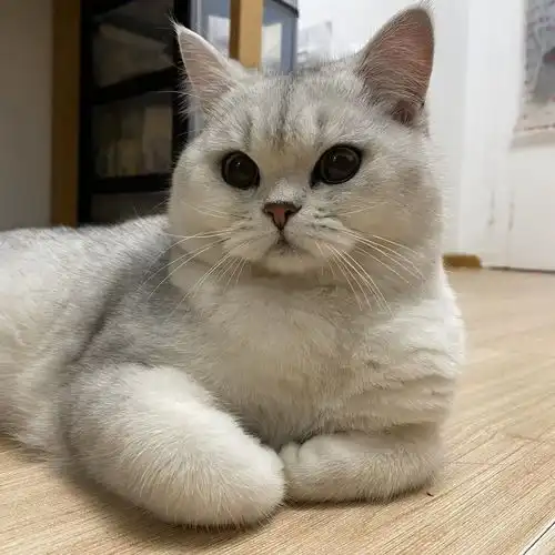 上地五彩城十个月银渐层dd找女朋友啦