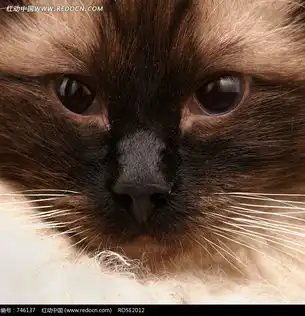一只小猫图片免费下载红动网