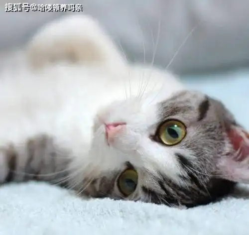 猫比人还会撒娇是什么感觉女朋友表示,这是什么品种的绿茶猫