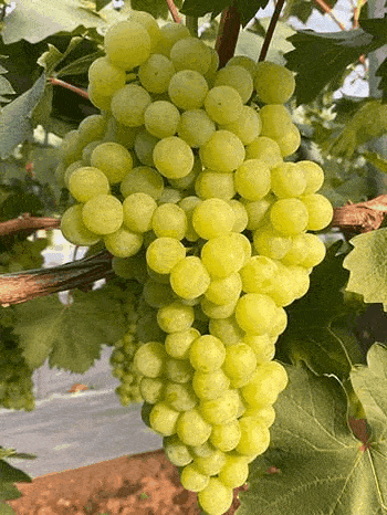 仙海夏季水果采摘第二弹桃离都市,纵享甜蜜,端午采摘走起