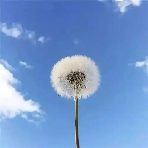 群里,朝阳群众正在聊接种新冠疫苗的那些事儿