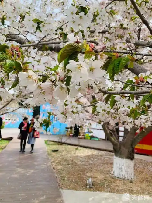 樱花季来袭邀你开启旅顺赏樱之旅