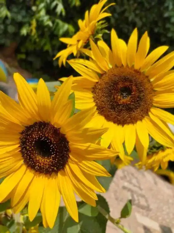 阳光一幼发现儿童的发现阳光下的向日葵苗苗四班活动小记