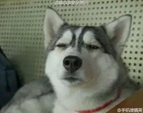 谁有哈士奇这种头像