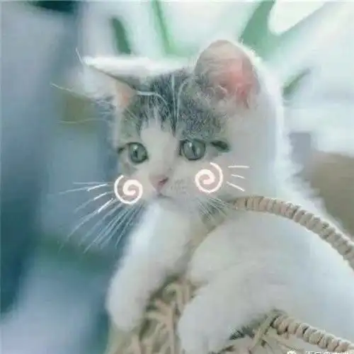 萌猫带字头像图片,萌猫带字撒娇表情包系的