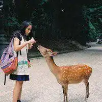 有鹿的微信头像系列图片