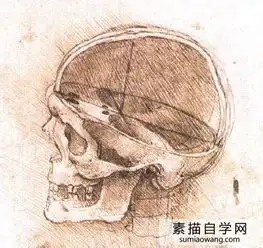 达芬奇素描建筑动物植物设计研究85幅