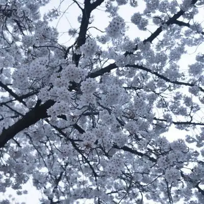 宋知意ins唯美樱花意境清新背景风景静物头像我要个性网