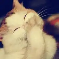 动物头像可爱猫带字微信头像图片大全