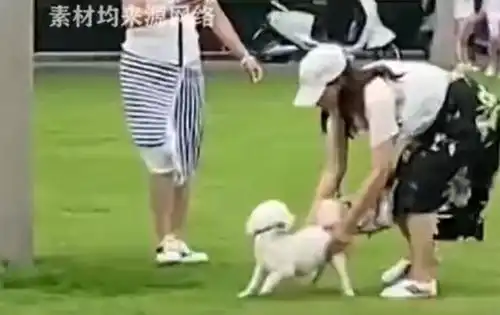可恨的狗主人情侣遛狗不牵绳,咬伤小女孩后竟带着狗逃跑了