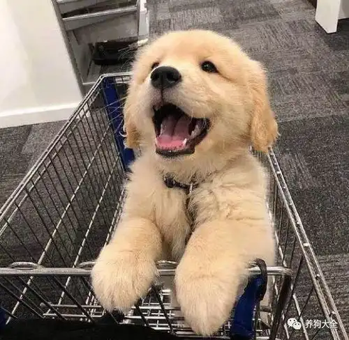 6000买个金毛现在长这样,有说尴尬期有说血亏,网友不是一条狗