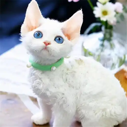 不掉毛的猫德文卷毛猫,过敏人士也能养