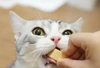 对猫咪有益的6种食物,普通人家里也有,可以多喂