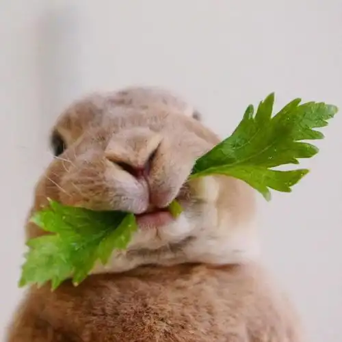 幽默笑话我便是豆豆了