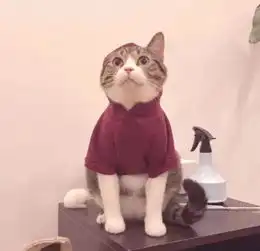 头像老子命硬学不会弯腰