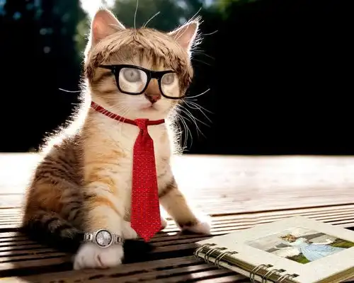 壁纸分享喵星人的写真集总有一款萌到你