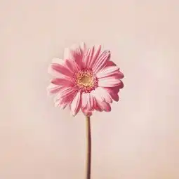 每日心情语录感悟人生