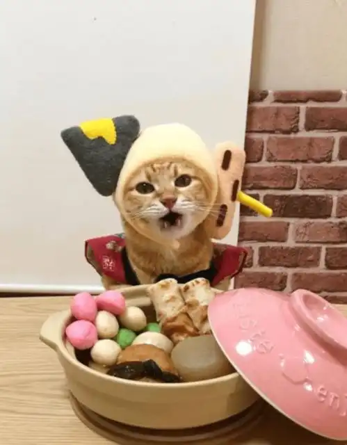 上等的猫咪食材,想不想来一口