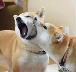 两只柴犬喜欢互相啃对方,这种秀恩爱方式真稀奇