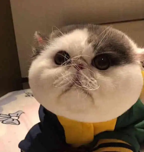 讨厌水的加菲猫被送到店里洗澡,主人接它回家看到胡子笑弯了腰