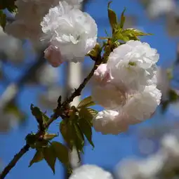 樱花朵朵游顾村公园