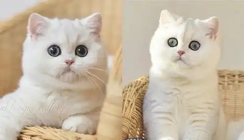银渐层小奶猫还有2只