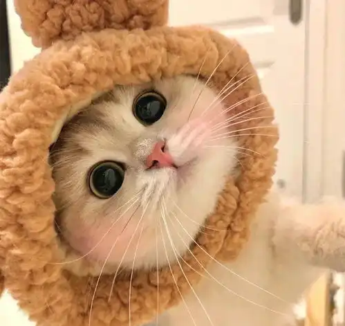 可爱猫猫头像高清