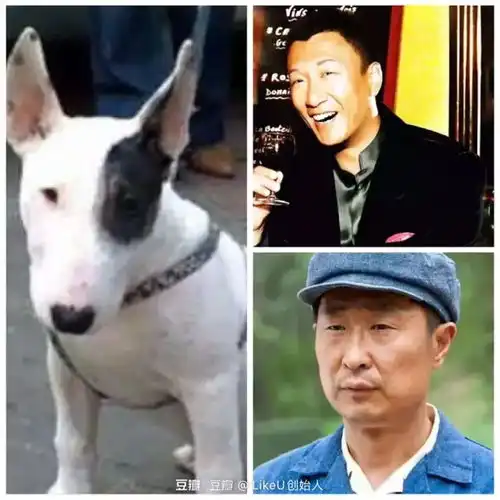 狗塑男艺人成新潮流动物系艺人的专属美貌大赏