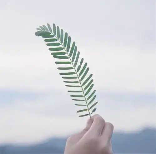 菲密亚菌纤系列袜子肤感好吗