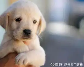 阿贵龙门客栈风暴暂时过去了,反弹也差不多了a股量化交易心理指数12月12日由8个主要指数构成,同时按不同仓位分类形成32个指数,每天三个调查简报