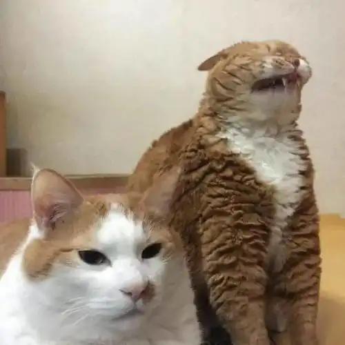 印尼ins博主靠画猫片吸粉12w,喵星人有被冒犯到