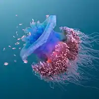 微信头像水母浮游生物微信头像图片大全