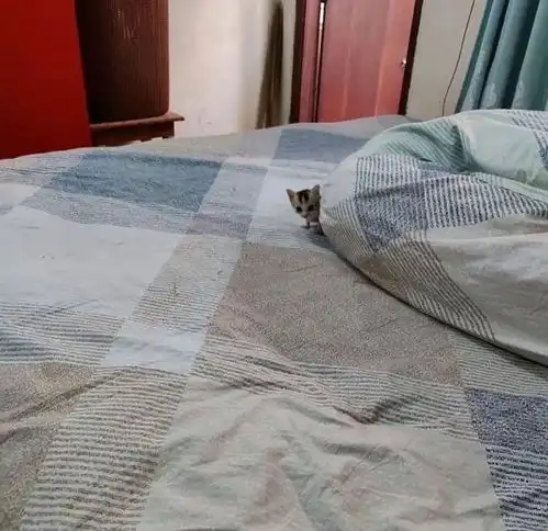 一组治愈系的小奶猫图片,每一张都萌化了