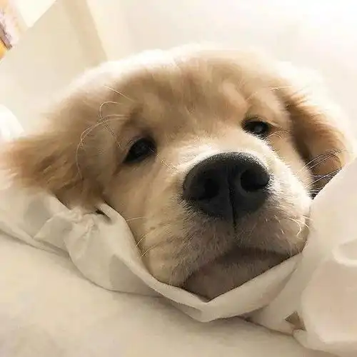 看了狗狗们的朋友圈我才知道,它们的小心思原来也不少呀