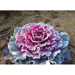 工程用欧系羽衣甘蓝工程用鸽系羽衣甘蓝