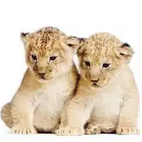 小老虎萌萌的情侣头像