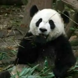这个是情头吗